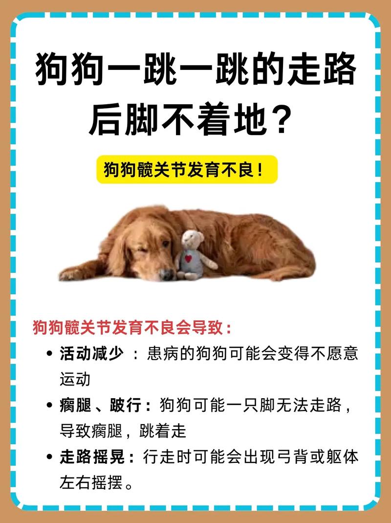 患犬髋关节发育不良狗狗草地慢走锻炼图
