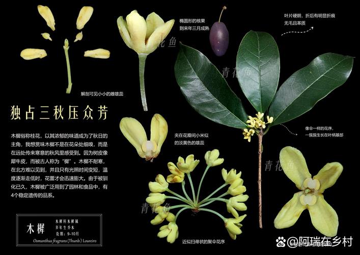 桂花典型香气化学成分分子式图解
