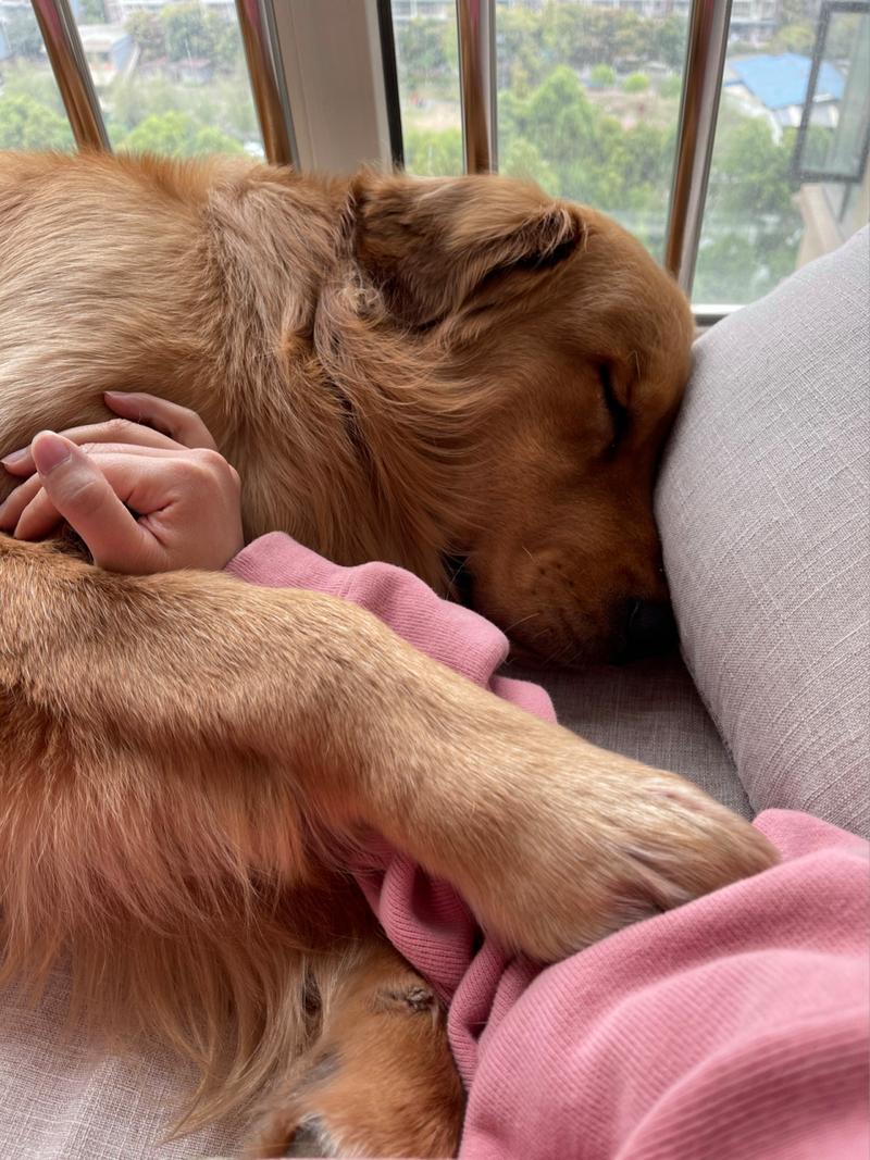 孕妇轻抚金毛犬头部的温馨室内场景