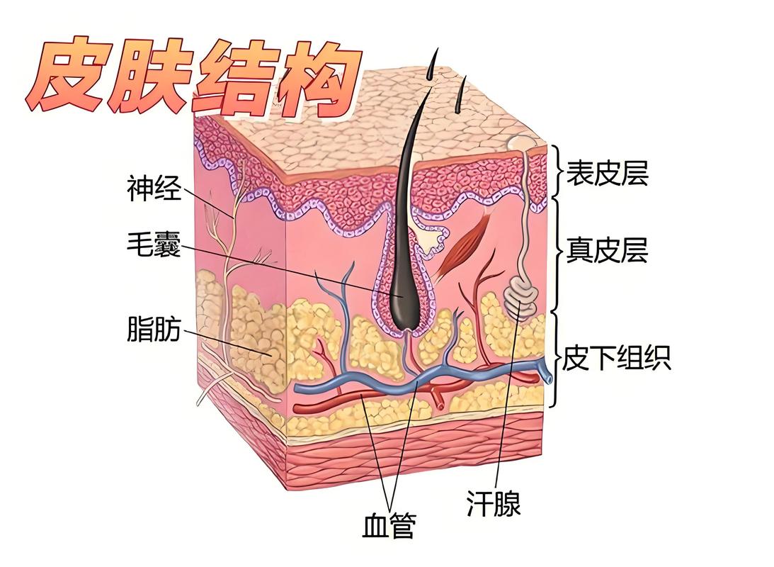 冬季人体皮肤皮脂膜结构放大示意图