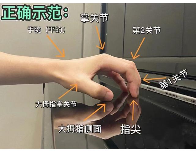 钢琴手型正确手腕放松示意