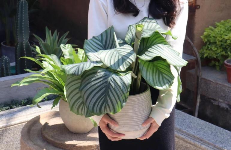 阴性绿植养护 竹芋叶片喷水增湿