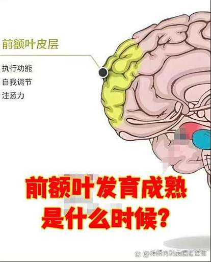 儿童前额叶皮层发育时间示意图