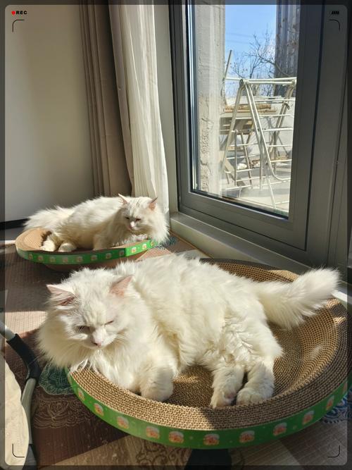 康复期猫传腹猫在阳台晒太阳