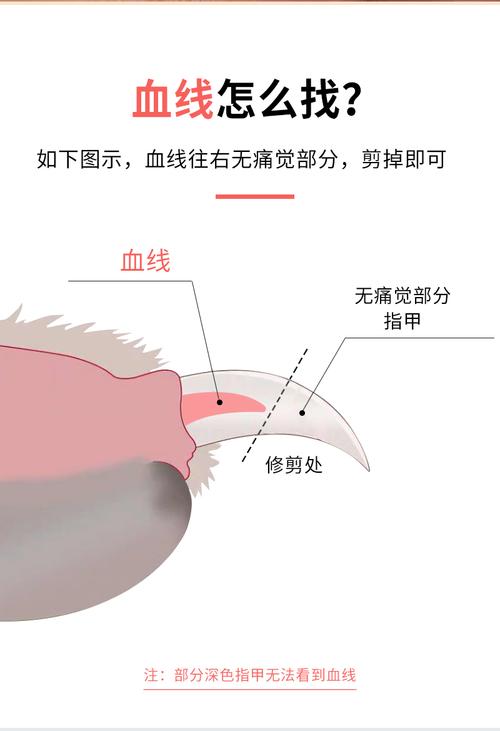 家养猫咪指甲血线位置示意图