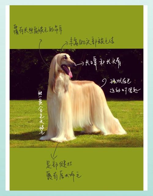 品种迷思：纯种犬的代价与混血犬的逆袭