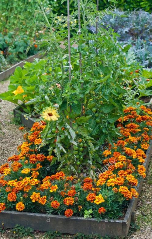 菜园边间隔种植的万寿菊驱虫带