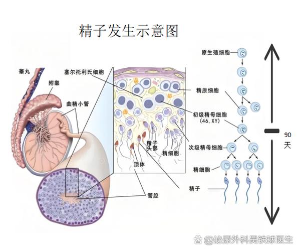 青春期男性遗精生理机制示意图 精子路径