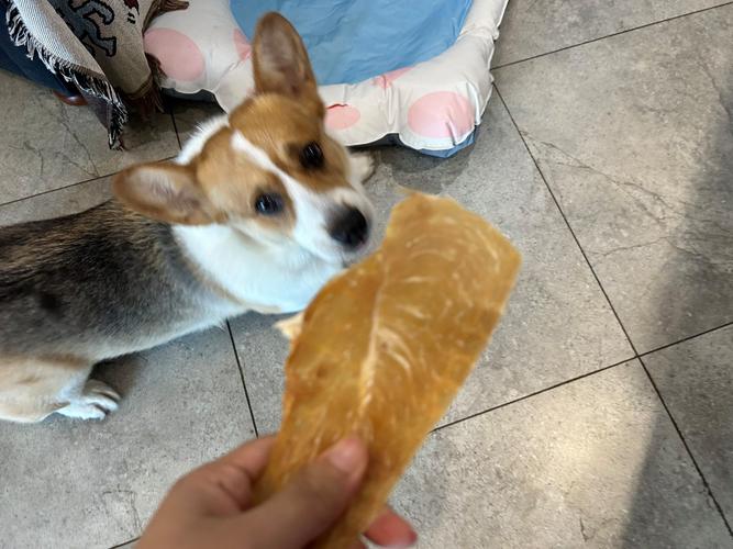 柯基看到主人手里的鸡胸肉干坐直的实拍图