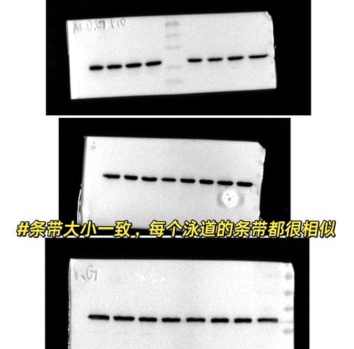 科研人物专访蛋白电泳条带重复实验数据记录本实拍图