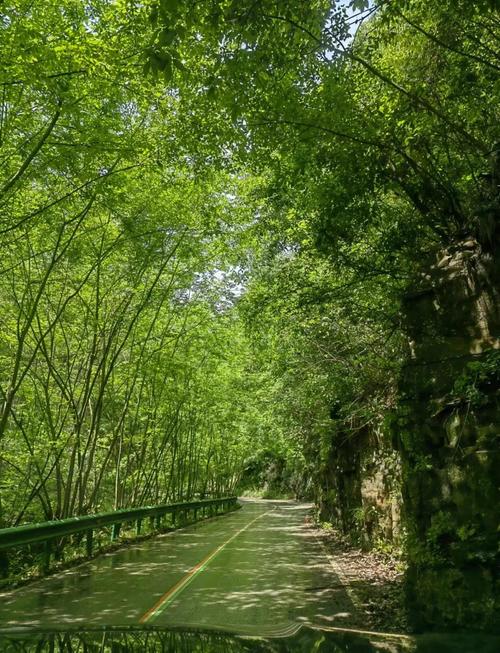 皖南冷门自驾游路线沿途竹海公路