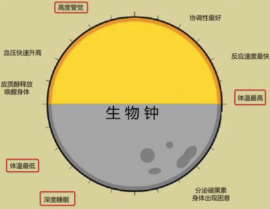 居家不同时段光线对生物钟影响的对比示意图