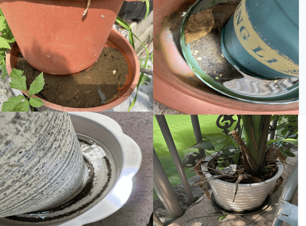 居家清理花盆托盘积水防蚊虫