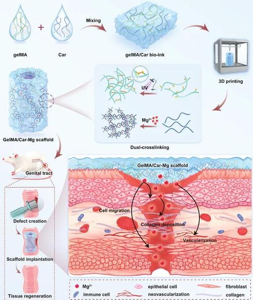 生物3D打印水凝胶血管支架实验操作图