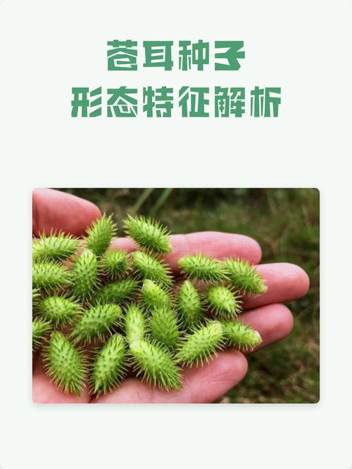 苍耳种子附着在动物皮毛上特写