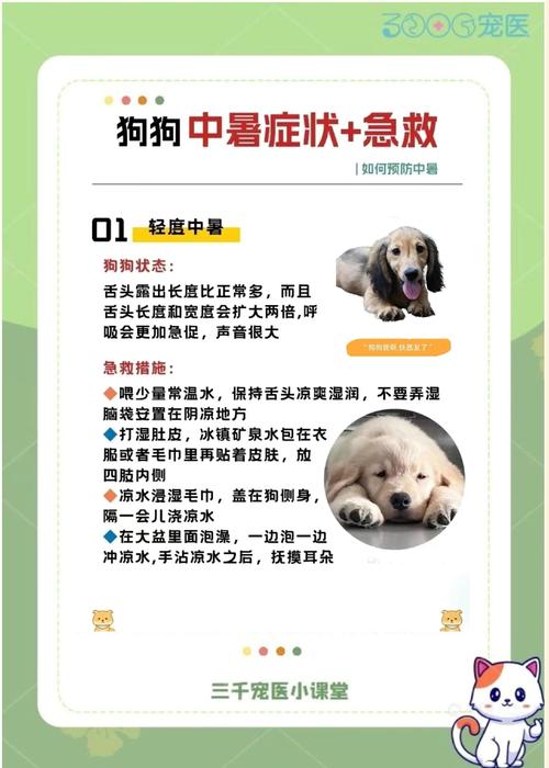 正确的宠物中暑急救,步骤要记死