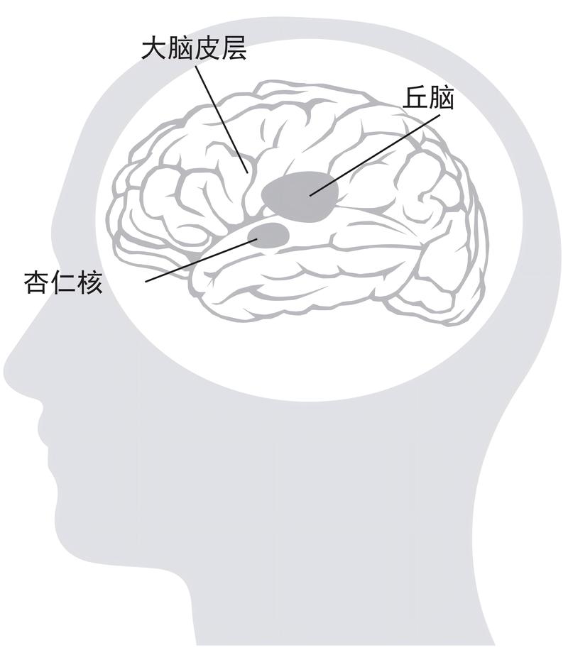 婴儿大脑发育中杏仁核活跃示意图