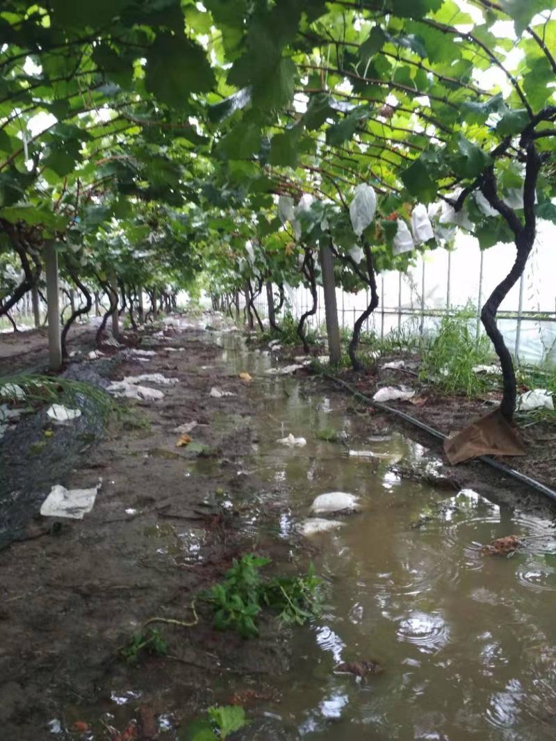 浙北夏季葡萄园暴雨过后烂果场景