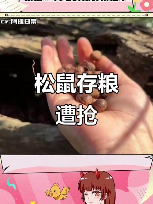 松鼠：不是在囤粮，就是在表演囤粮的精算师-因为所以