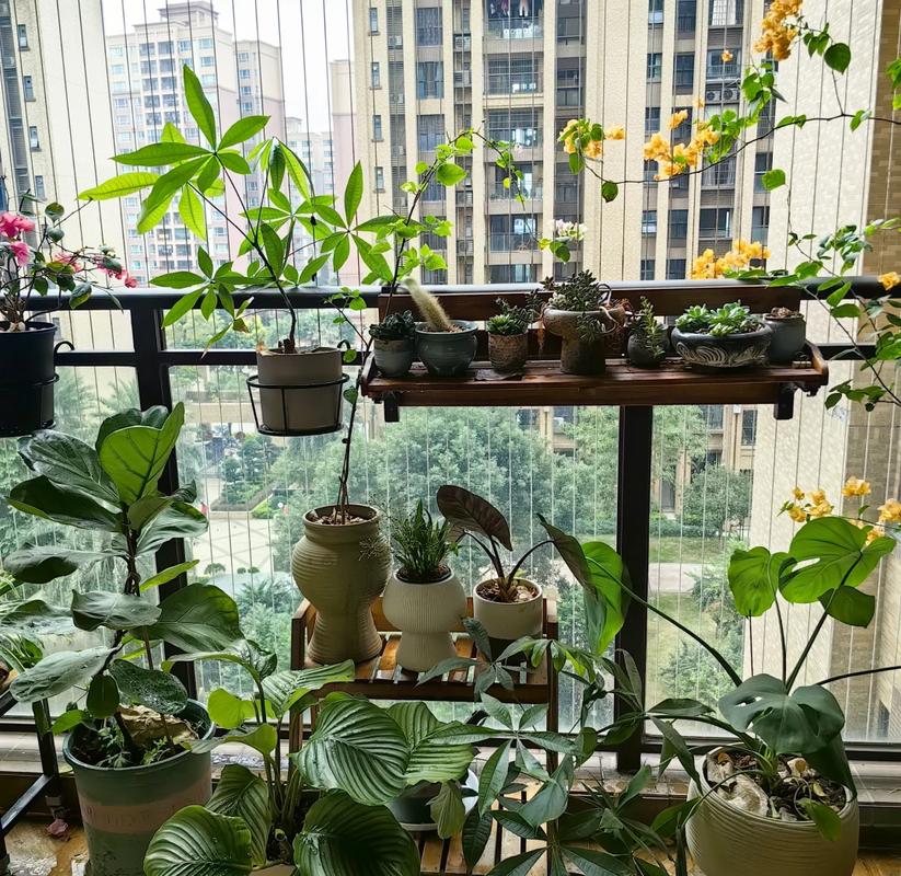 阳台新鲜香草植物盆栽种植场景图