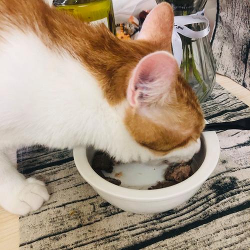 英短猫咪蹲在猫粮碗边扭头走开实拍