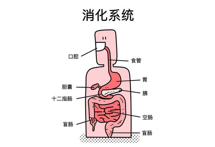 一、消化系统的两条线:消化道和消化腺