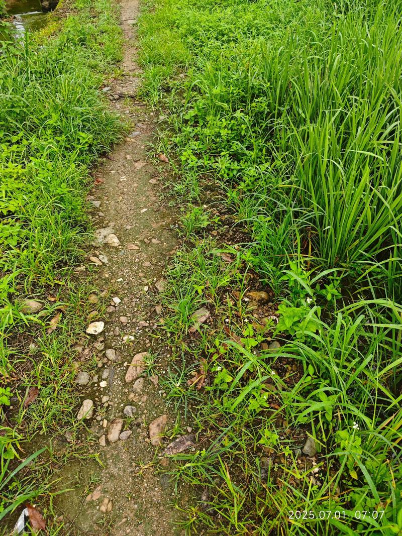 郊外野草地开满小野花的泥泞散步小路