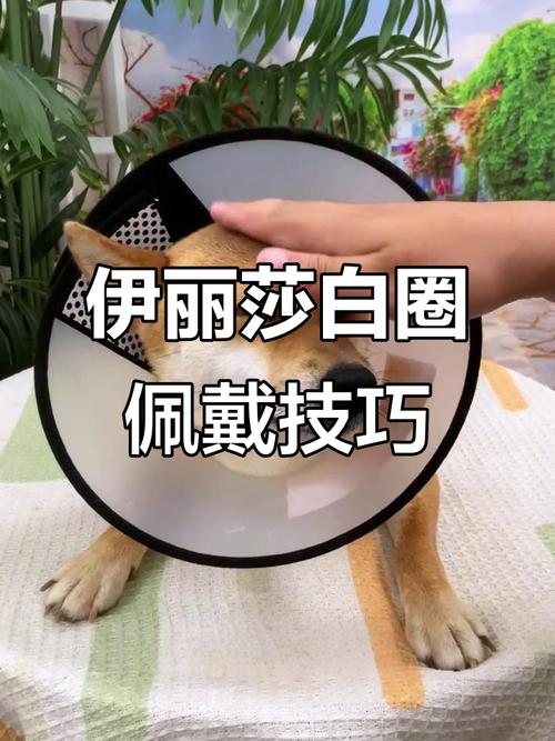 狗狗术后伊丽莎白圈正确佩戴示意图