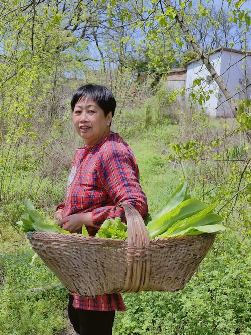 池州平天湖湿地岸边摆竹篮卖新鲜带壳菱角的阿婆