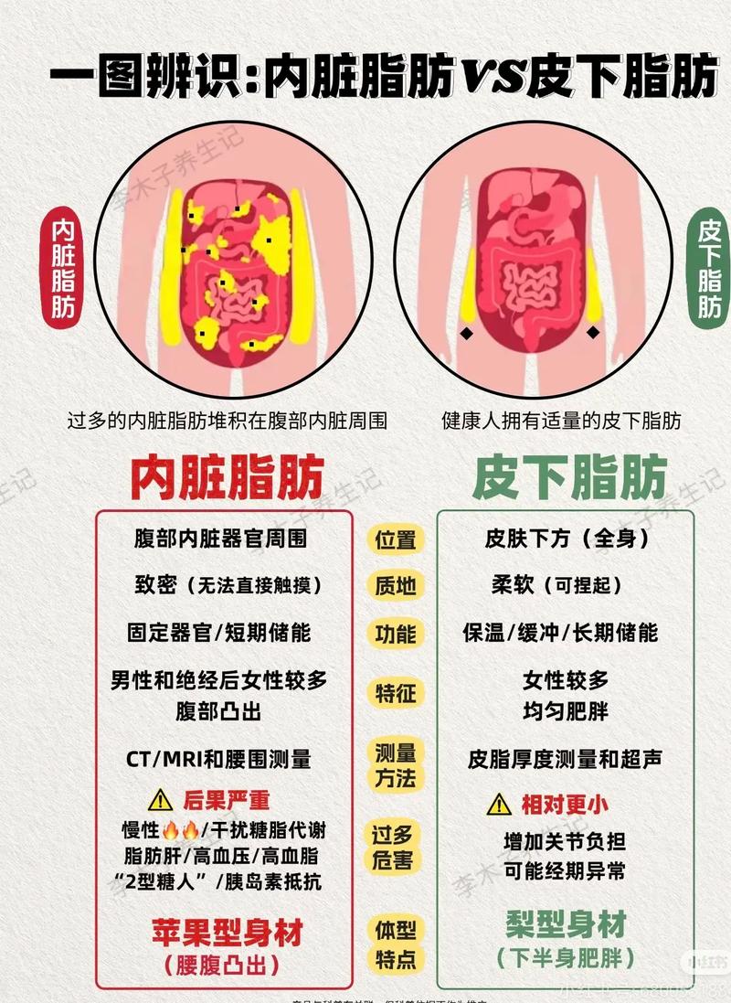 内脏脂肪与皮下脂肪对比示意图