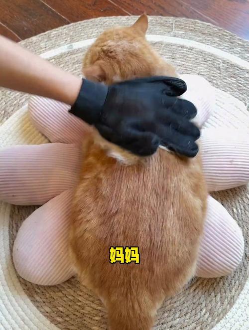 孕妇戴手套给猫铲屎操作实拍