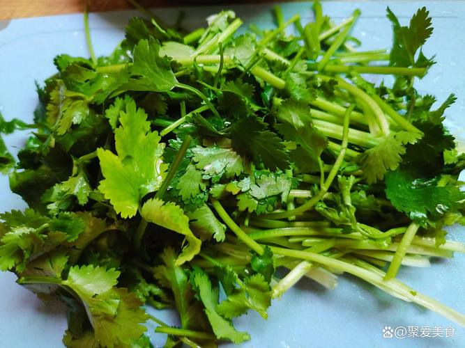 香菜，以及人类的味觉战争