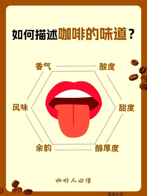 咖啡品鉴舌头味觉分区示意图