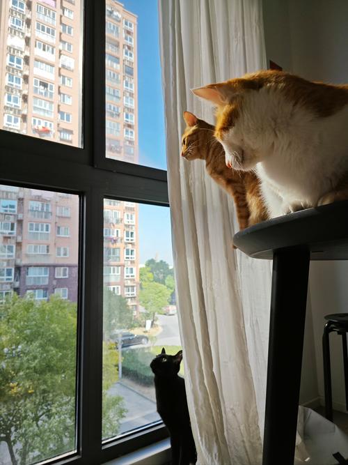 春日窗外空调外机上晒太阳的三花猫