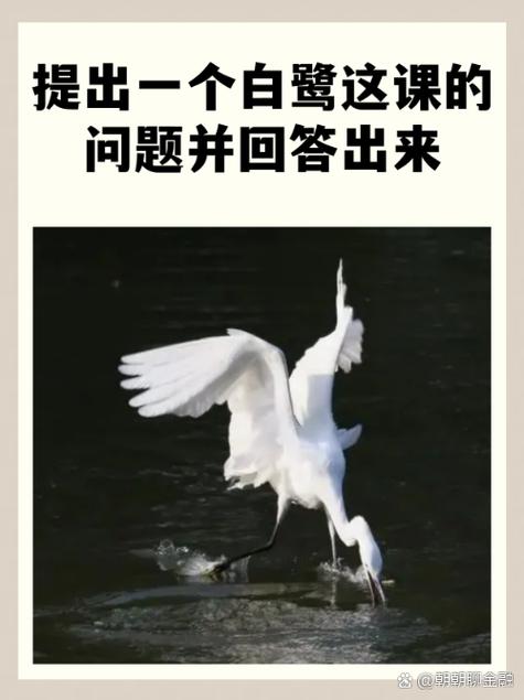 白鹭：水边的那抹白，藏着多少你没见过的野性？-因为所以