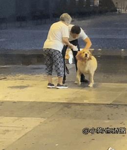 老年金毛遛弯中途蹲坐喘气场景