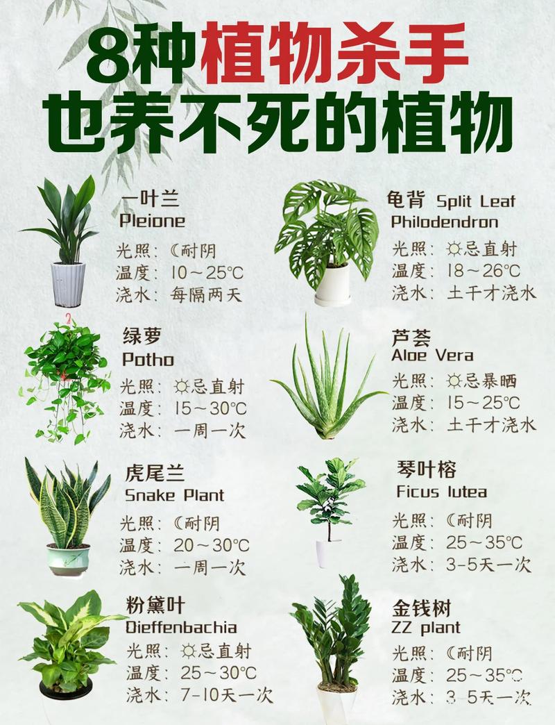 不同位置的绿植，养护逻辑完全不一样