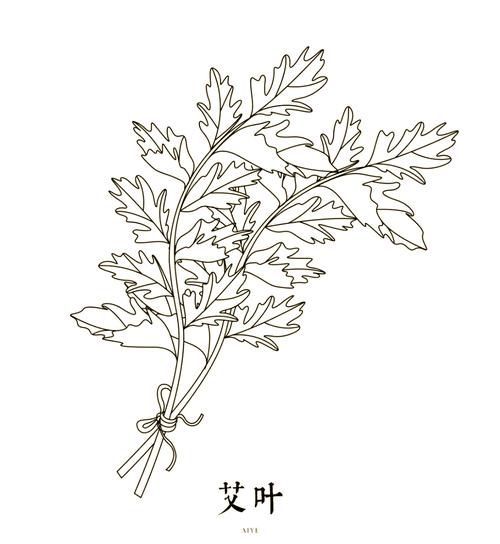 孩子在硬壳本上画的端午艾草简笔画实拍图