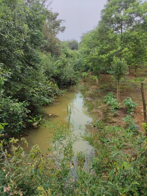南漳黄莲树咀水库老旧水泥坝坡自然植被
