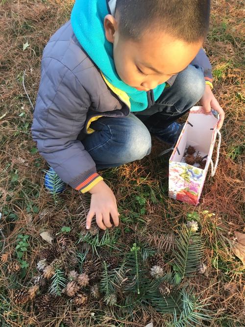 3岁幼儿在森林幼儿园捡松果场景