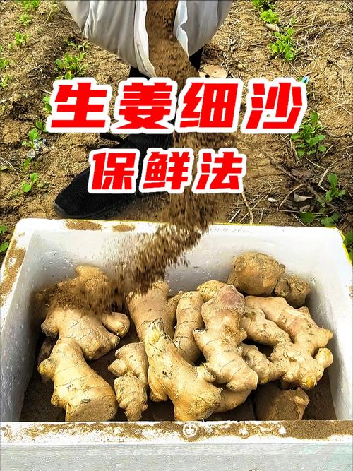 生姜干沙储存法
