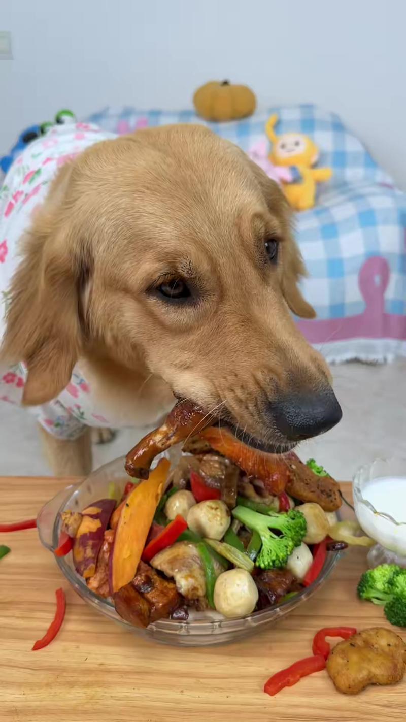金毛幼犬狼吞虎咽吃狗粮