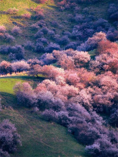 三、新疆伊犁杏花沟：中世纪遗留的野性花海