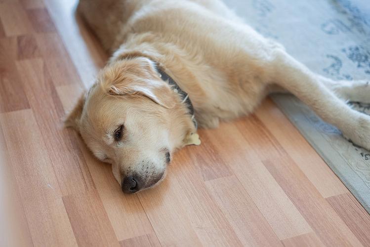 客厅里趴在主人脚边睡觉的家养金毛寻回犬