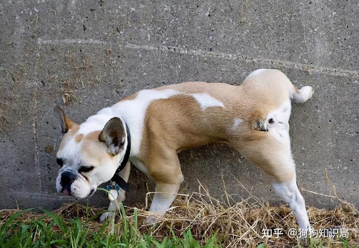 宠物犬对着主人皮鞋尖抬腿留尿的日常场景
