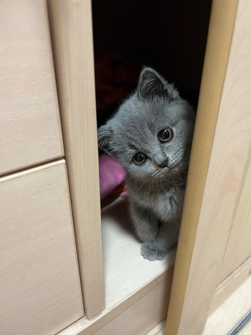 家庭寄养猫咪躲衣柜应激实拍