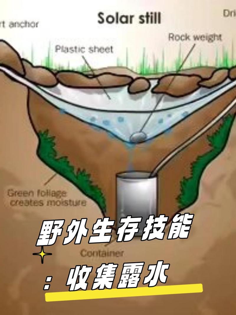 我做过最蠢的事:收集露水