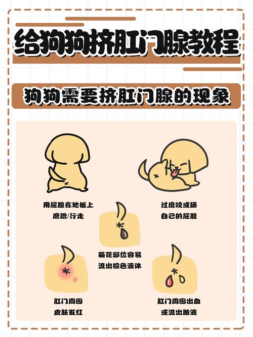 宠物美容师正确给小型犬挤肛门腺操作示意图