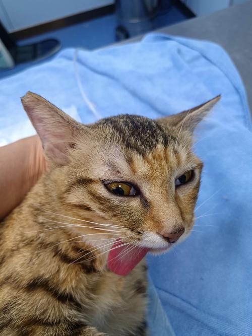 社区TNR放归流浪猫耳尖豁口特写