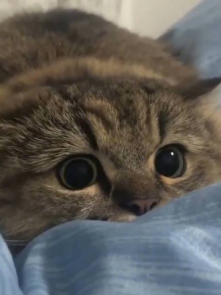 猫咪躲在沙发缝隙里瞳孔放大的轻度应激状态实拍